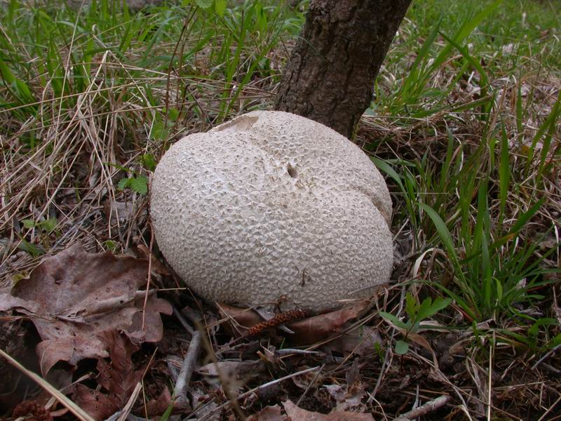 Mycoflora  toscana - Che grande soddisfazione....